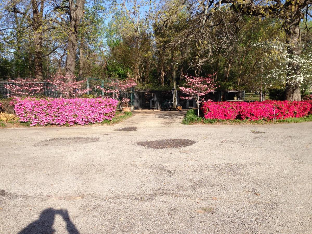 Dogwood Springs Lodgings Mineola Exterior foto