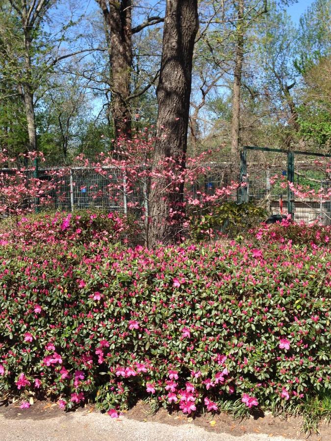 Dogwood Springs Lodgings Mineola Exterior foto